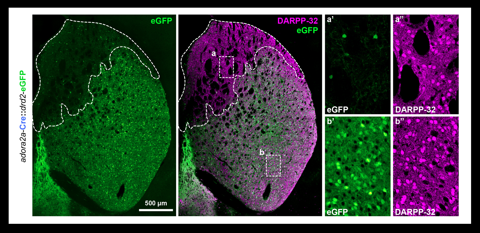 Matamales bioRxiv 2019