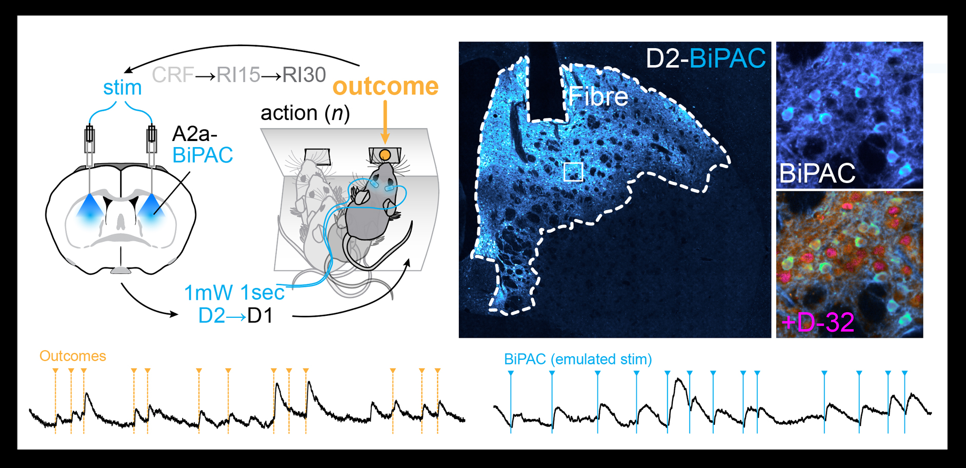 Goulton bioRxiv 2026